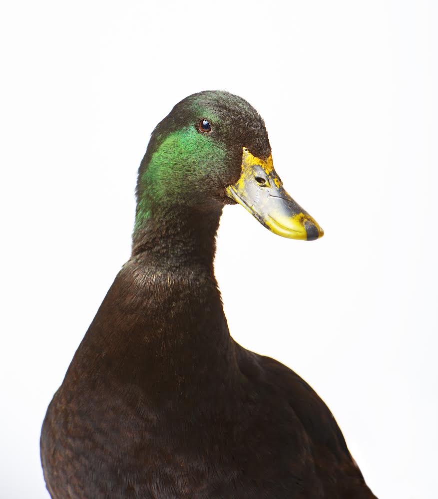 Duck Pet Portrait